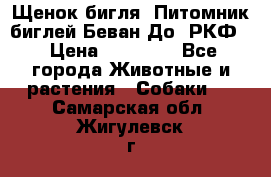 Щенок бигля. Питомник биглей Беван-До (РКФ) › Цена ­ 20 000 - Все города Животные и растения » Собаки   . Самарская обл.,Жигулевск г.